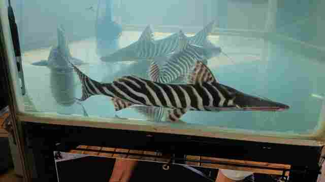 Usina Santo Antônio apresenta tecnologia em laboratório para reprodução de peixes amazônicos