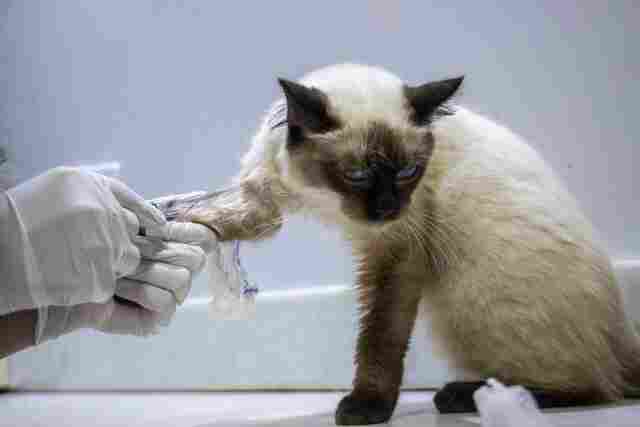 Prefeitura oferece castração gratuita para animais domésticos
