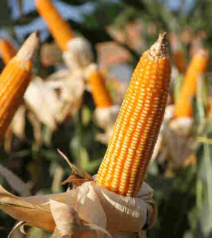 Em Rondônia, colheita do milho 2ª safra já atinge 35% da área plantada, informa Conab