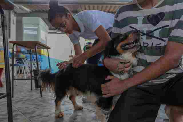 Jaci-Paraná recebe ação de vacinação de cães e gatos no sábado