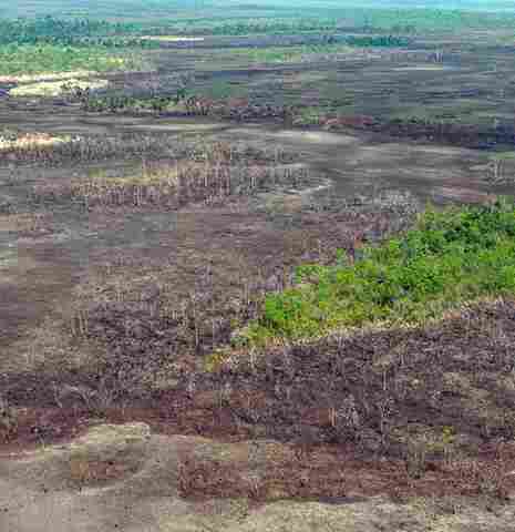 Desmatamento: Rondônia perdeu, em 34 anos, área equivalente a 43 vezes a cidade de São Paulo