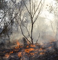 Rondônia: focos de incêndio crescem quase 300% em agosto, mas ainda são menores que o mesmo período do ano passado
