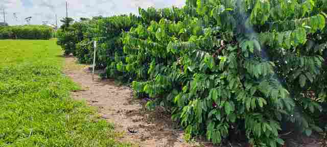 Produção de café em Rondônia tem aumento de 24,1% entre 2021 e 2022
