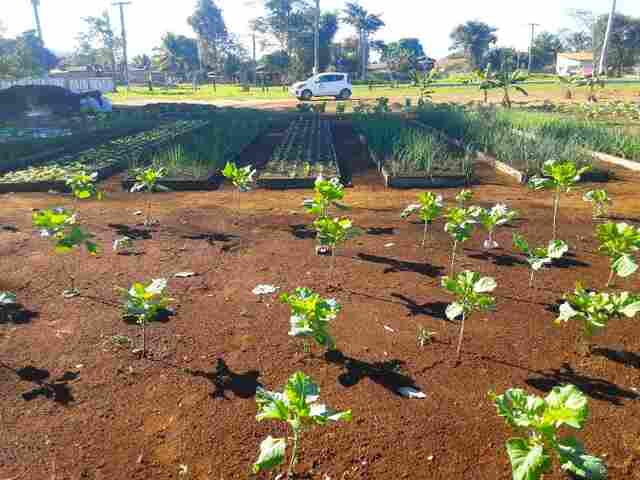 Lebrinha e Lebrão entregam kits com sementes de hortaliças em Costa Marques