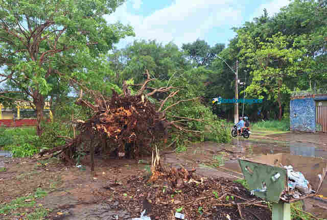 Fotos: temporal derruba árvores em ruas de grande movimento de Porto Velho