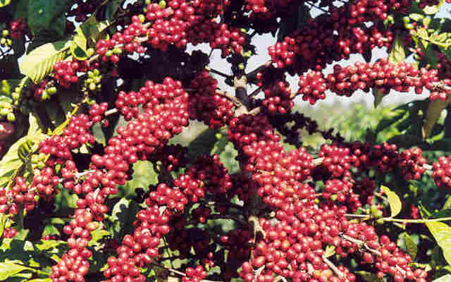 Programas de apoio à produção e assistência técnica contribuem para crescimento do café