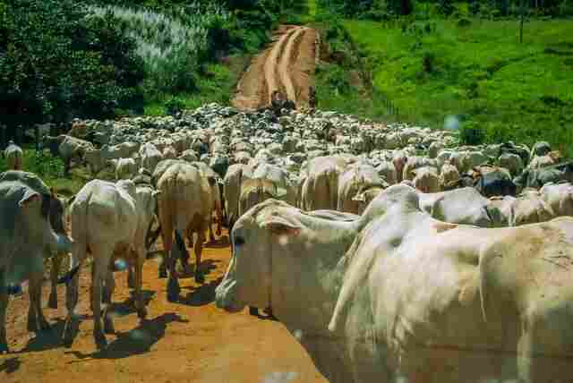 Rebanho bovino de Rondônia aumenta 17,1% em um ano