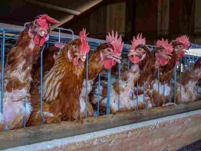 Rondônia suspende exposições, torneios, feiras e outros eventos com aglomeração de aves