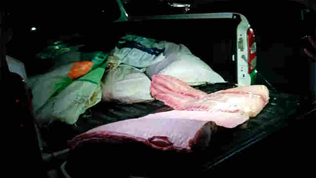 Homem é detido transportando 130 kg de pirarucu sem nota fiscal na BR-364