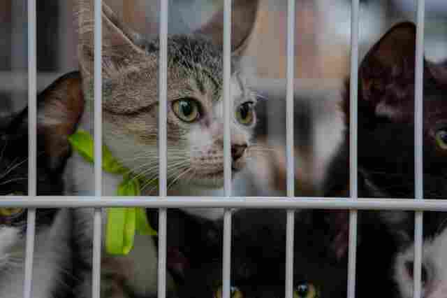 Prefeitura participa de ação social com feira de adoção de pets e outros serviços