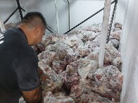 Toneladas de carne imprópria para consumo são apreendidas em açougue, escolas e fábrica de charque durante operação da Polícia Civil