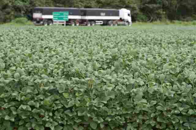 Idaron divulga mudanças nas regras para cadastro e plantio da soja na safra 2023/24
