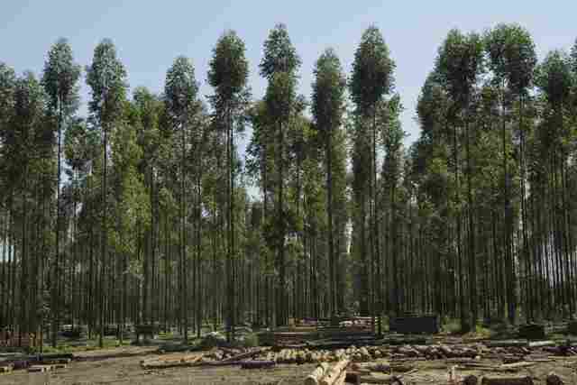 Calendário Florestal de Rondônia define restrições para proteção durante o período de chuvas
