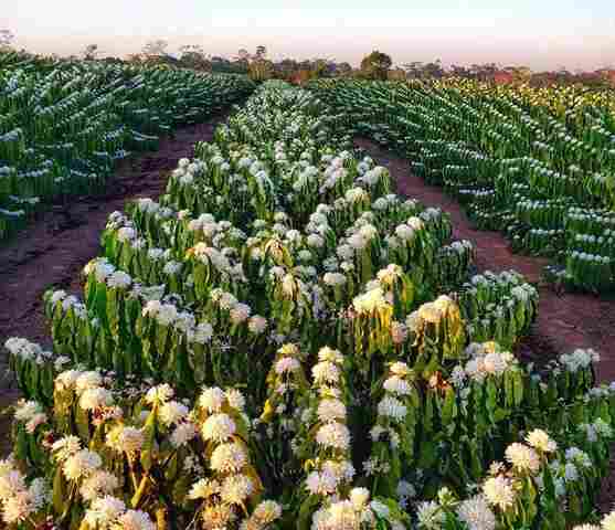 Agricultura familiar também sofre com efeitos da seca e prejuízos nas lavouras afetam a produtividade das áreas
