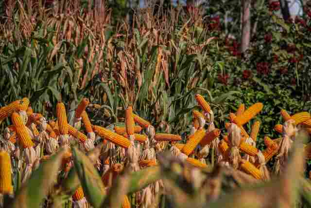 Idaron estima queda de 60% da safra 2023/2024 de milho e soja devido ao El niño