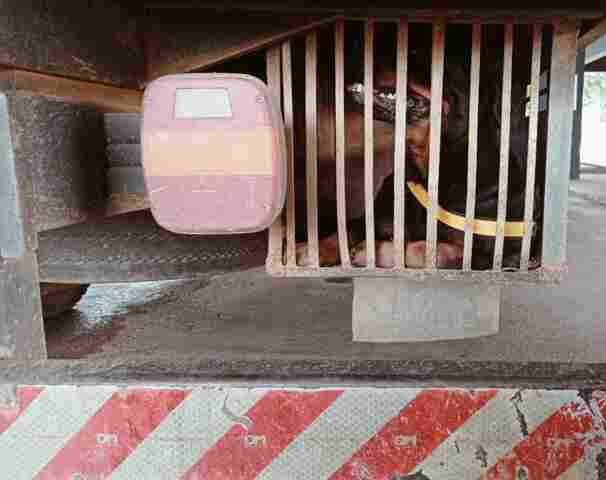 Abusos: motorista é preso pela PRF por maus tratos contra animais