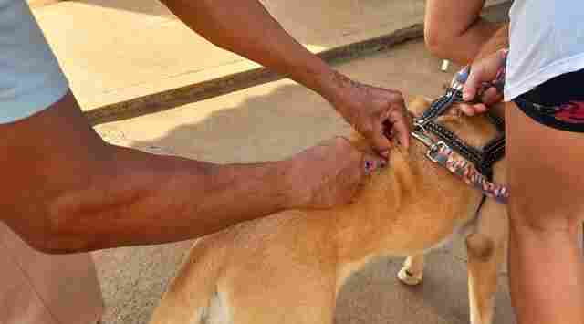 Mais de 42 mil cães e gatos foram vacinados contra a raiva em 2023 em Porto Velho
