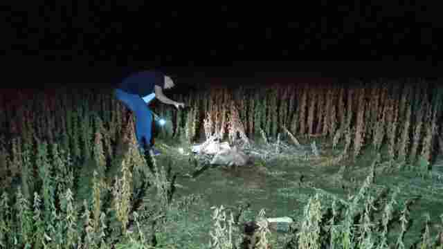 Trabalhadores encontram corpo em decomposição durante colheita de soja na capital