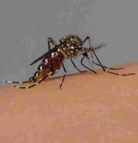 Cinco municípios estão em surto de dengue em Rondônia, aponta novo boletim