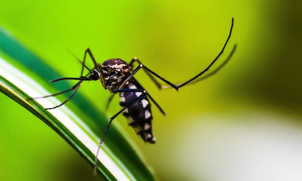 Brasil atinge 1,6 mil mortes confirmadas por dengue este ano; veja dados de Rondônia
