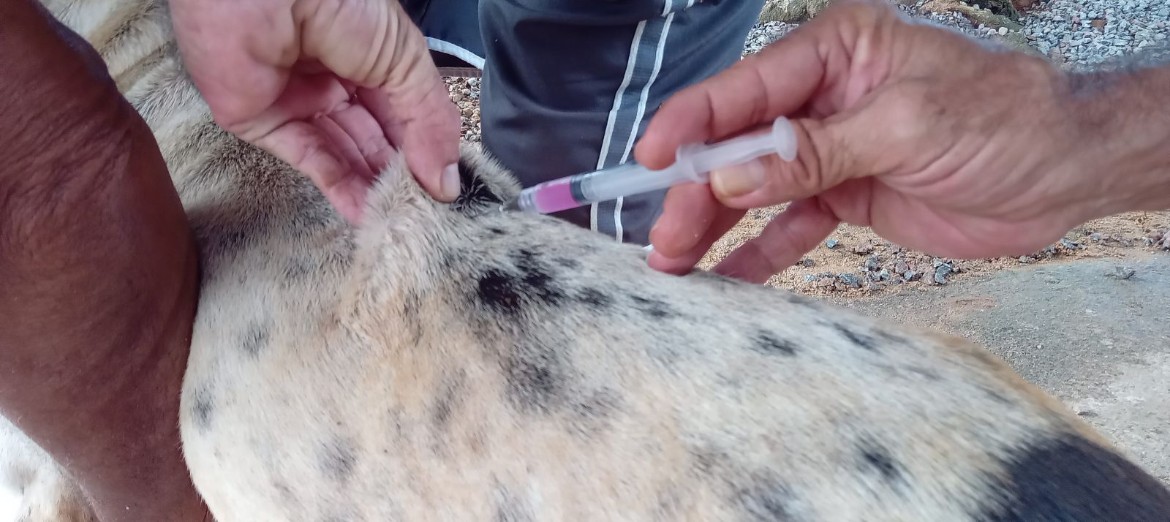 Dia D de Vacinação Antirrábica é neste sábado em Porto Velho; saiba onde vacinar seu pet