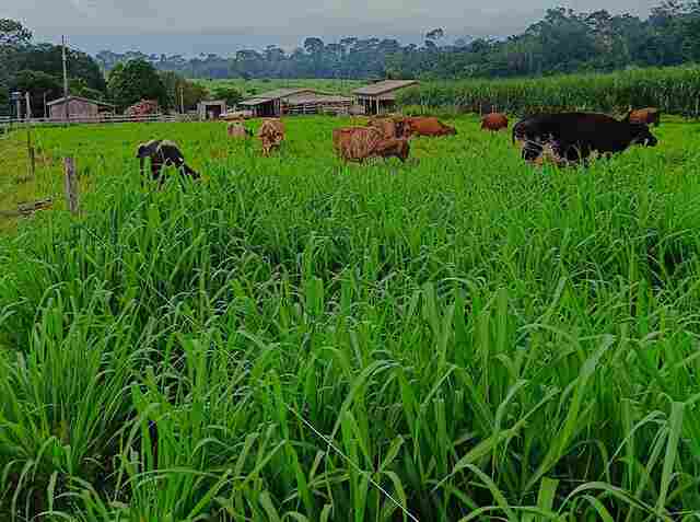Nota Técnica orienta produtores sobre possíveis riscos da infestação de lagartas nas áreas de pastagens e lavouras
