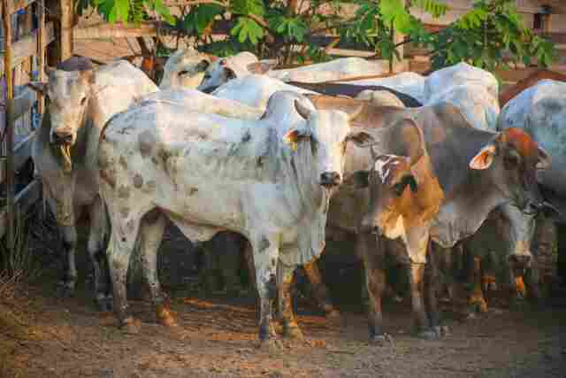 Governo encerra mais uma etapa da declaração de rebanhos, com adesão de 98% dos pecuaristas