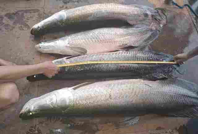 Batalhão Ambiental apreende 125 kg de pirarucu e leva pescadores para a delegacia