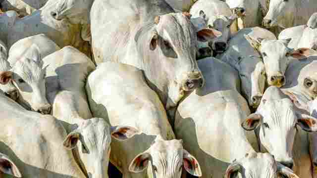 Criminosos furtam 37 cabeças de gado em propriedade rural de Santa Luzia do Oeste