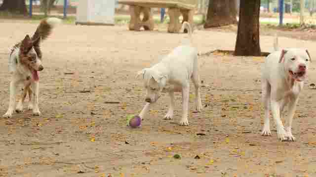 Saiba como funciona o SinPatinhas, novo RG Animal para cães e gatos
