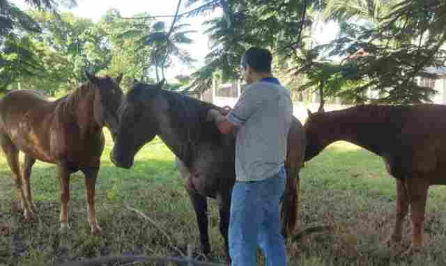 Após mortes de cavalos, governo de Rondônia reforça ações contra a raiva animal em Candeias do Jamari