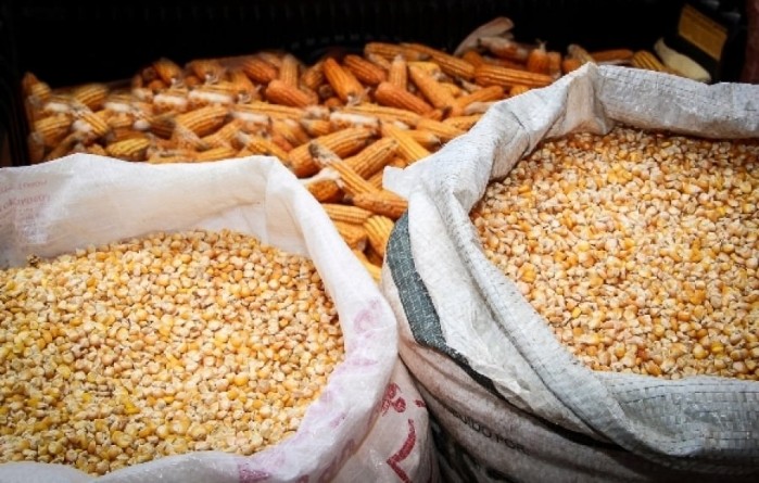 Safra de grãos será recorde, anuncia Conab, e Rondônia quebra recorde de produtividade