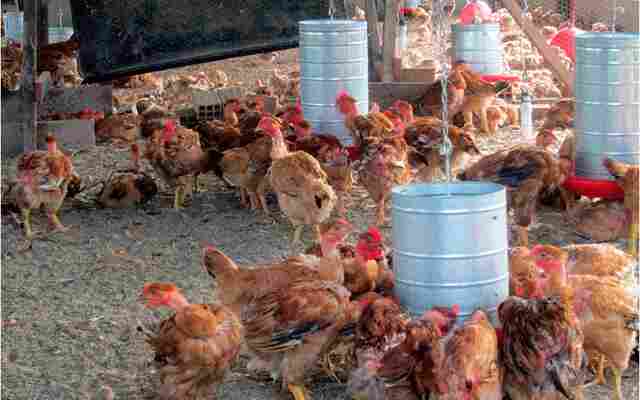 Rondônia está em alerta sobre gripe aviária e mantém ações preventivas
