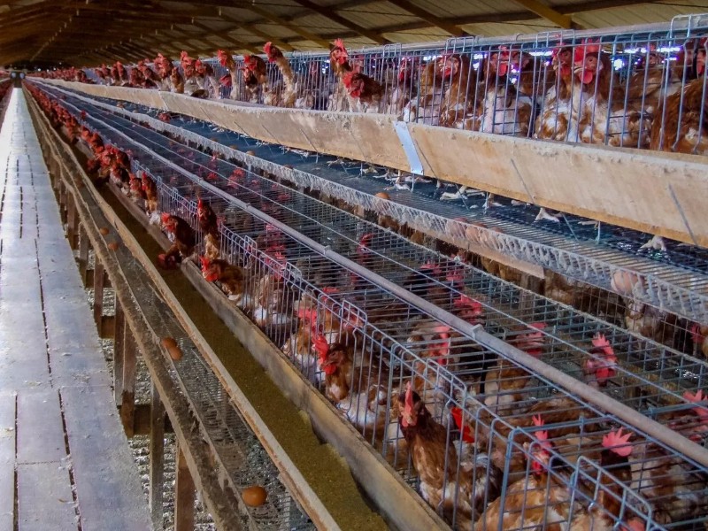 Importância da biossegurança para prevenir influenza aviária em aves é reforçada pelo governo de Rondônia