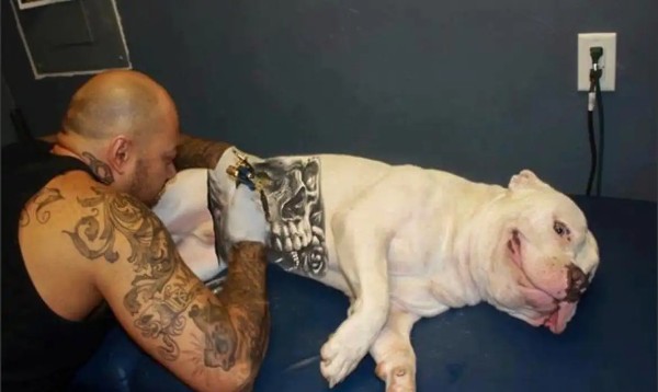 Governo sanciona lei que proíbe tatuagens e piercings em cães e gatos