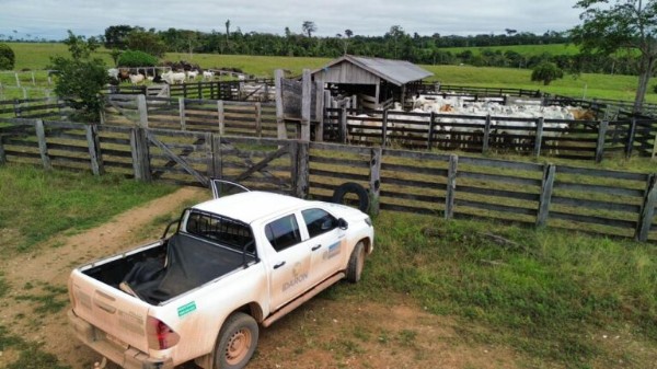Ações para prevenir casos de raiva animal são intensificadas