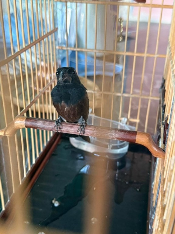 PF prende homem por comércio ilegal de aves silvestres no Acre