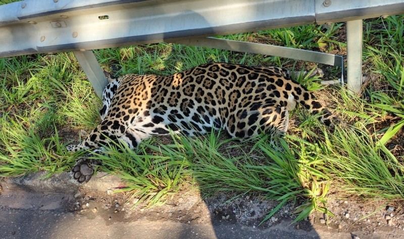 Onça-pintada é encontrada morta após atropelamento na BR-435, no Cone Sul