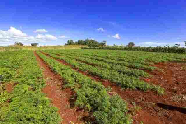 MPF assegura na Justiça moradia de famílias assentadas em área contestada por empresa em Porto Velho