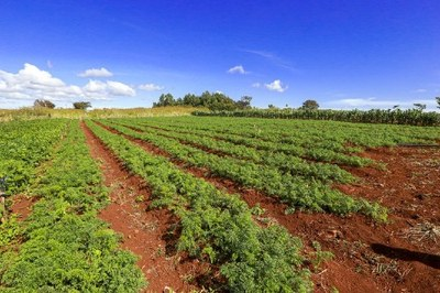 MPF assegura na Justiça moradia de famílias assentadas em área contestada por empresa em Porto Velho