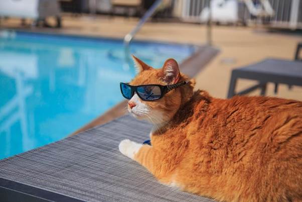 Hotéis que aceitam pet: guia prático para viajar com seu melhor amigo