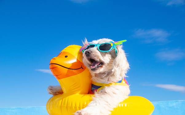 Hotéis que aceitam pet: guia prático para viajar com seu melhor amigo