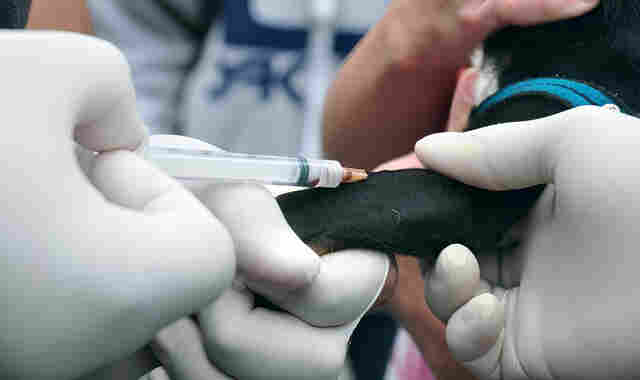 Primeiro caso de leishmaniose visceral canina é confirmado em Porto Velho pelo
CRMV