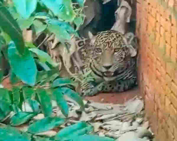 Vídeo: onça invade casa em Extrema