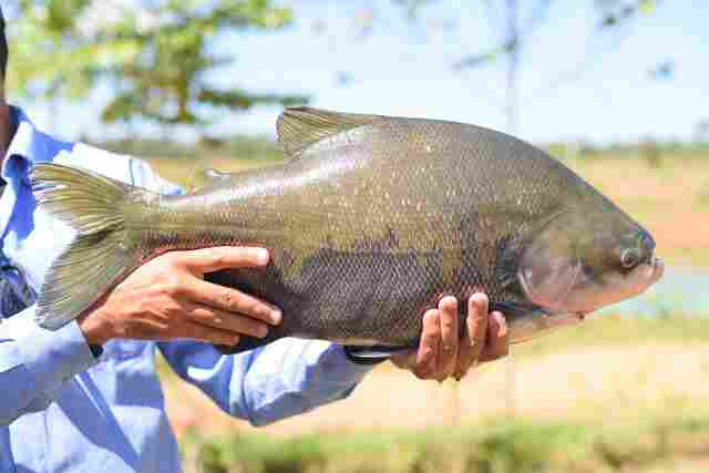 Tambaqui do Vale do Jamari será apresentado em evento internacional no México
