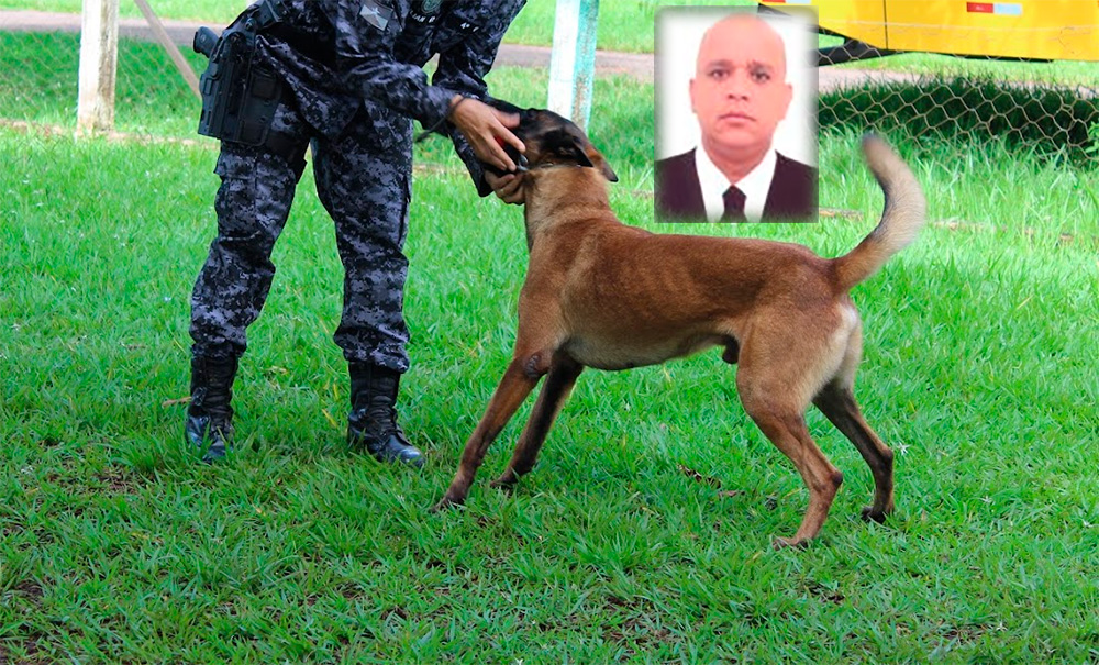 Após desconfiança de PMs, cães farejadores localizam 8 kg de droga em carro conduzido por advogado na BR-364
