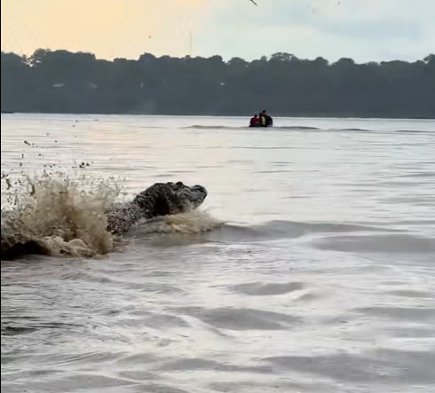 Vídeo de turistas cercados por jacarés gigantes no Lago do Cuniã viraliza nas redes sociais