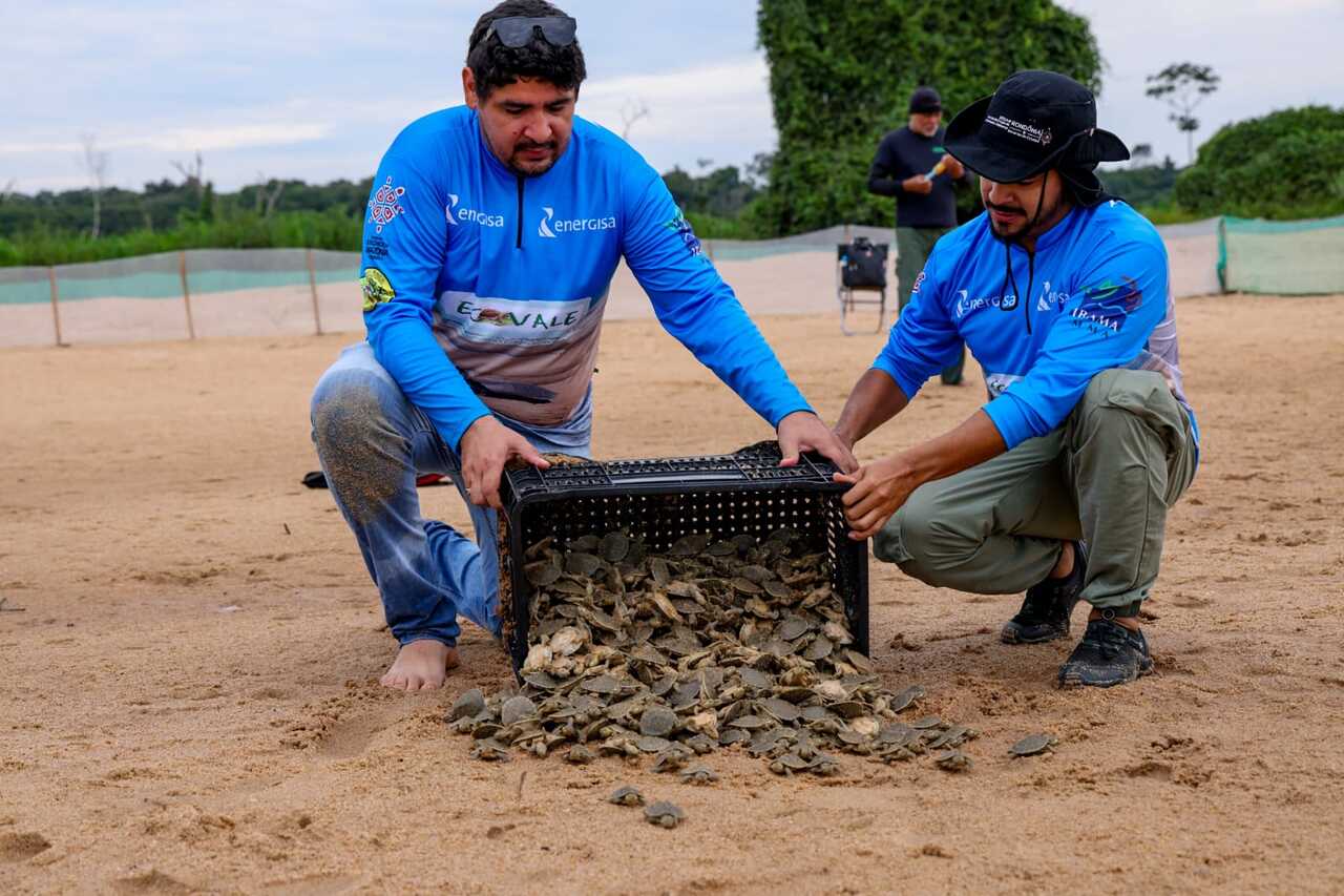 Vale do Guaporé: projeto apoiado pela Energisa prevê a soltura de mais de 2 milhões de filhotes de quelônios em Rondônia