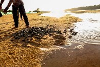 Vale do Guapor&eacute;: projeto apoiado pela Energisa prev&ecirc; a soltura de mais de 2 milh&otilde;es de filhotes de quel&ocirc;nios em Rond&ocirc;nia