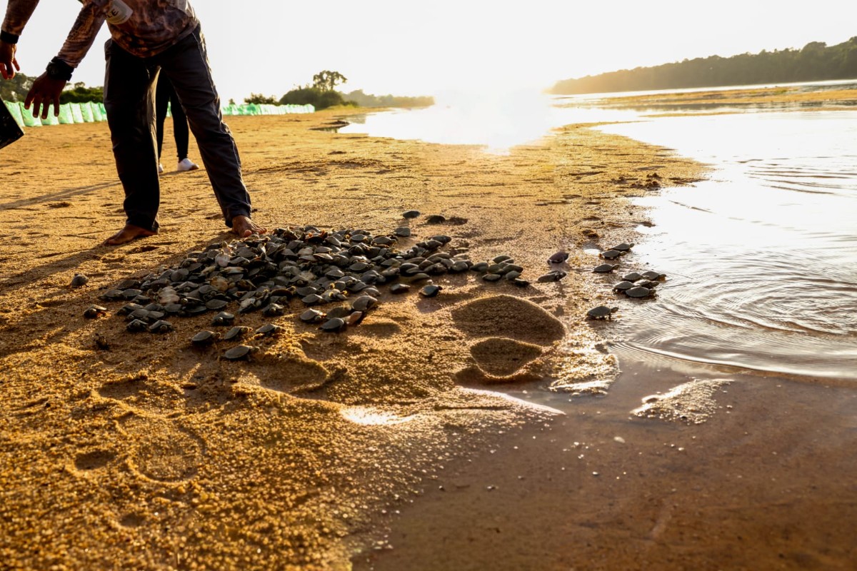 Vale do Guaporé: projeto apoiado pela Energisa prevê a soltura de mais de 2 milhões de filhotes de quelônios em Rondônia